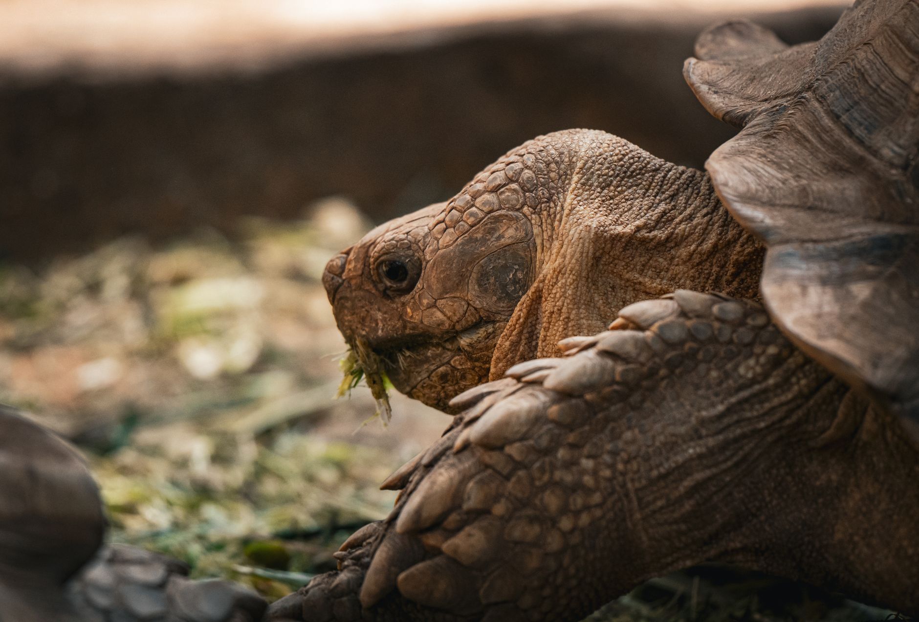 Oldest land animal DNA analysis reveals staggering findings