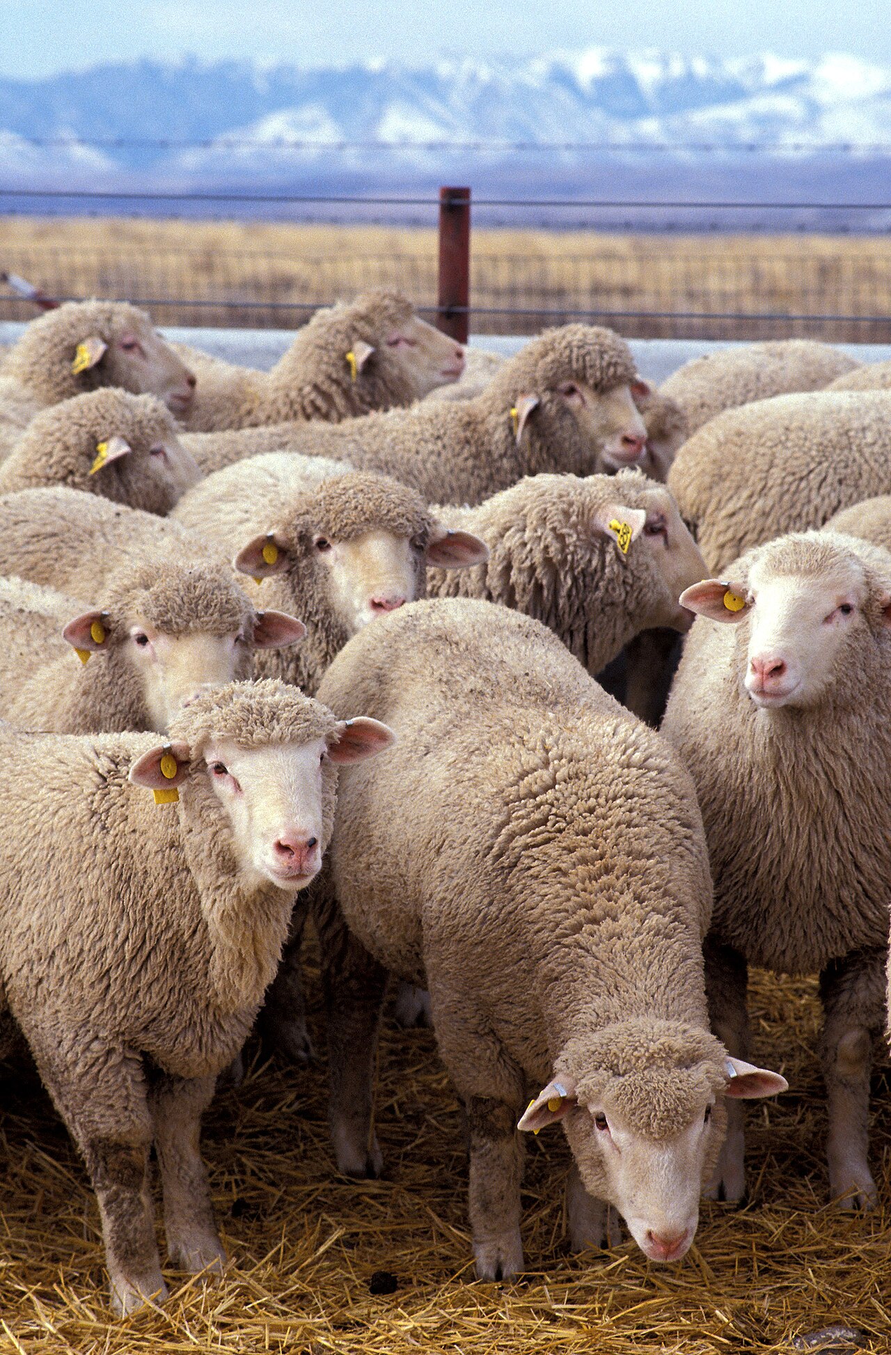 Sheeps reveal trailer: Best proven gameplay insights